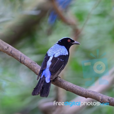 Male Asian Fairy Bluebird Stock Photo