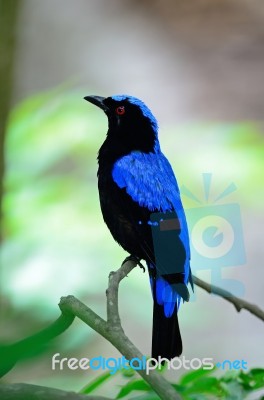 Male Asian Fairy Bluebird Stock Photo