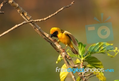 Male Asian Golden Weaver Stock Photo