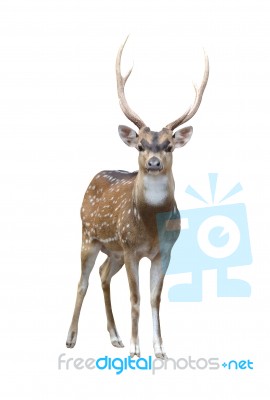 Male Axis Deer Stock Photo