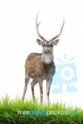 Male Axis Deer Stock Photo