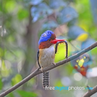 Male Banded Kingfisher Stock Photo