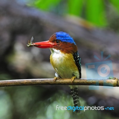 Male Banded Kingfisher Stock Photo