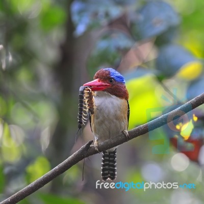 Male Banded Kingfisher Stock Photo