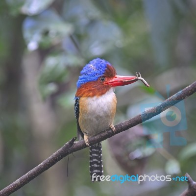 Male Banded Kingfisher Stock Photo