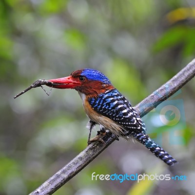 Male Banded Kingfisher Stock Photo