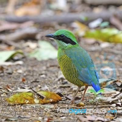 Male Bar-bellied Pitta Stock Photo