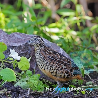 Male Barred Buttonquail Stock Photo