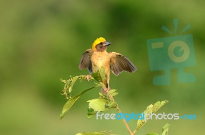 Male Baya Weaver Stock Photo