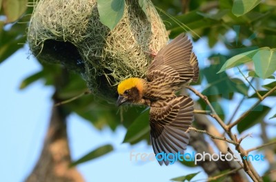 Male Baya Weaver Stock Photo