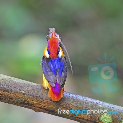 Male Black-backed Kingfisher Stock Photo