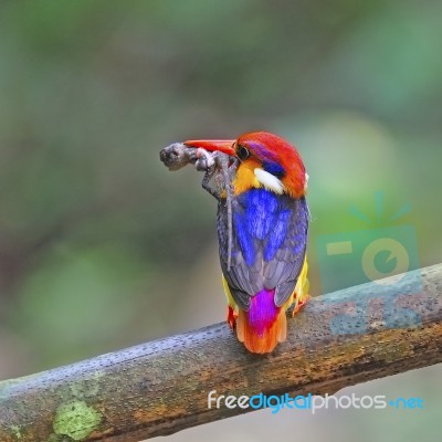 Male Black-backed Kingfisher Stock Photo