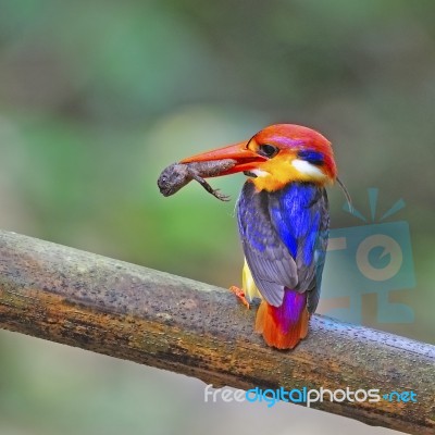 Male Black-backed Kingfisher Stock Photo