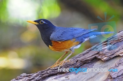 Male Black-breast Thrush Stock Photo