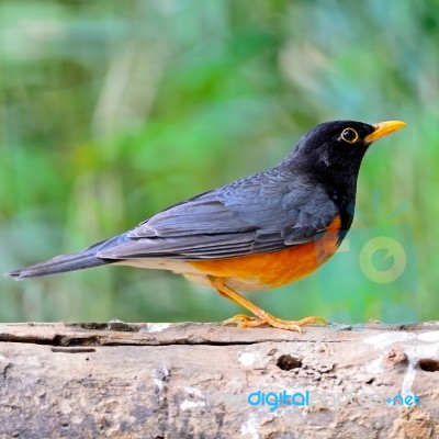 Male Black-breast Thrush Stock Photo