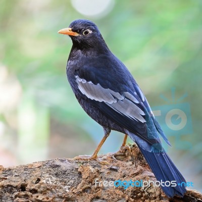 Male Black-breasted Thrush Stock Photo