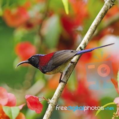 Male Black-throated Sunbird Stock Photo