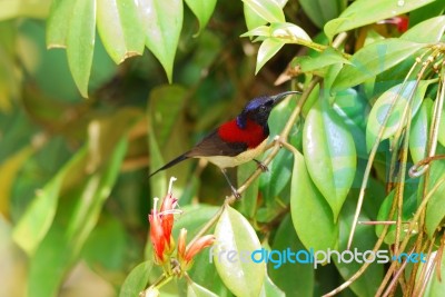 Male Black-throated Sunbird Stock Photo