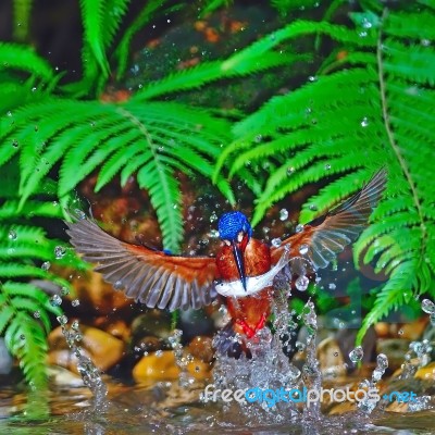 Male Blue-eared Kingfisher Stock Photo