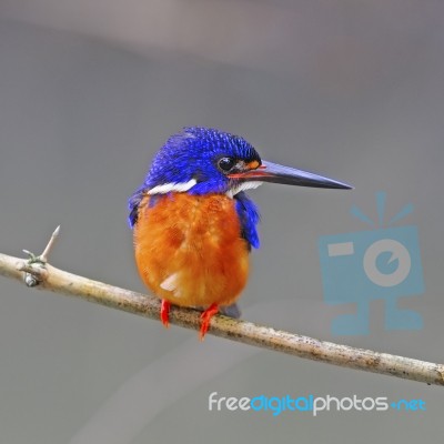 Male Blue-eared Kingfisher Stock Photo