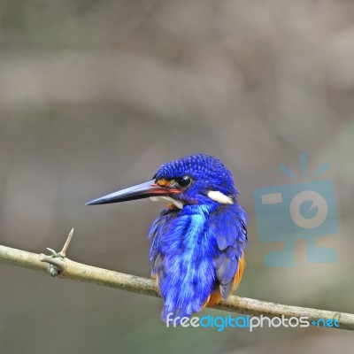 Male Blue-eared Kingfisher Stock Photo