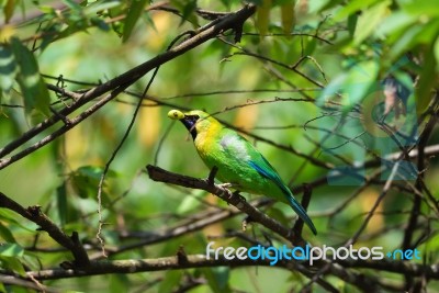 Male Blue-winged Leafbird Stock Photo