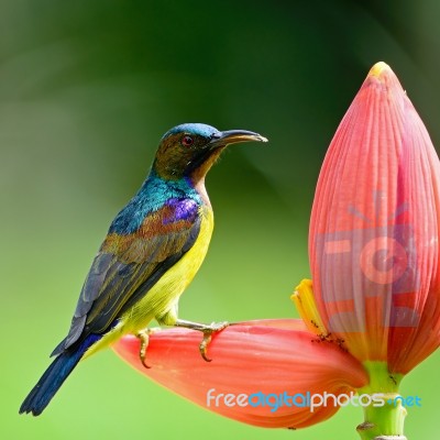 Male Brown-throated Sunbird Stock Photo