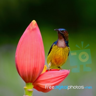 Male Brown-throated Sunbird Stock Photo