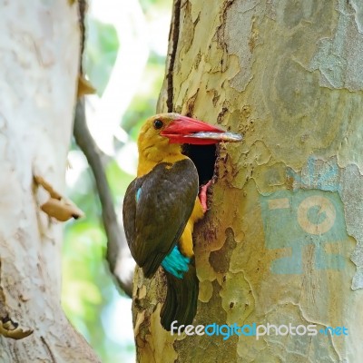 Male Brown-winged Kingfisher Stock Photo