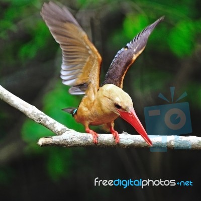 Male Brown-winged Kingfisher Stock Photo