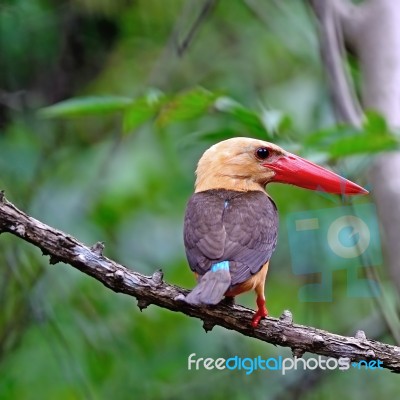 Male Brown-winged Kingfisher Stock Photo