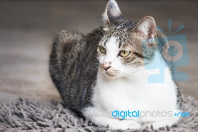 Male Cat Sitting On Carpet Stock Photo