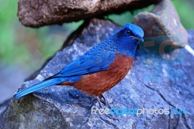 Male Chestnut-bellied Rock-thrush Stock Photo