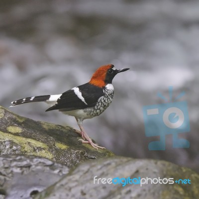 Male Chestnut-naped Forktail Stock Photo