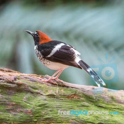 Male Chestnut-naped Forktail Stock Photo