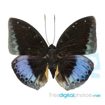 Male Common Archduke Stock Photo