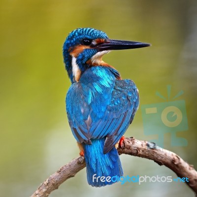 Male Common Kingfisher Stock Photo