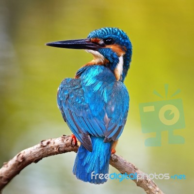 Male Common Kingfisher Stock Photo