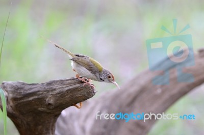 Male Common Tailorbird Stock Photo