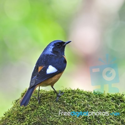 Male Daurian Redstart Stock Photo