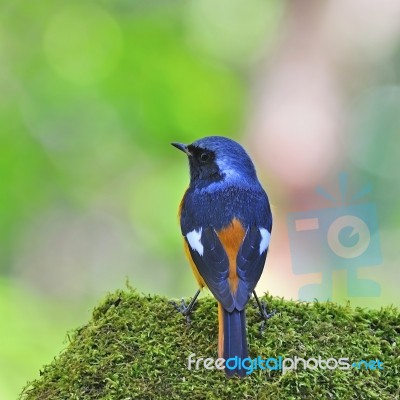 Male Daurian Redstart Stock Photo