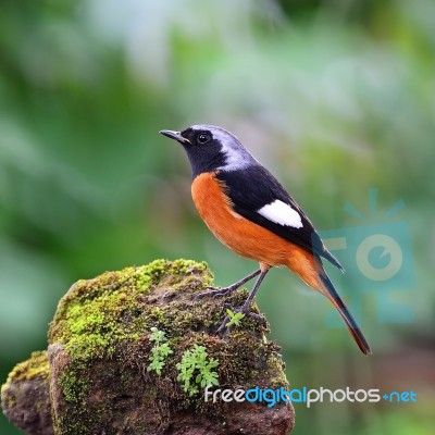 Male Daurian Redstart Stock Photo