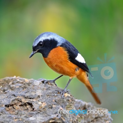 Male Daurian Redstart Stock Photo