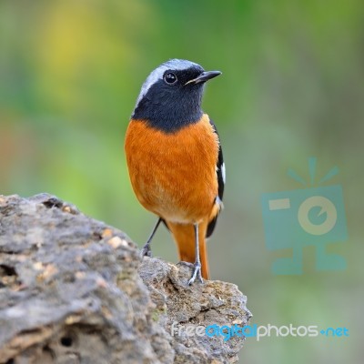 Male Daurian Redstart Stock Photo