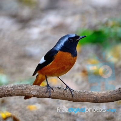 Male Daurian Redstart Stock Photo