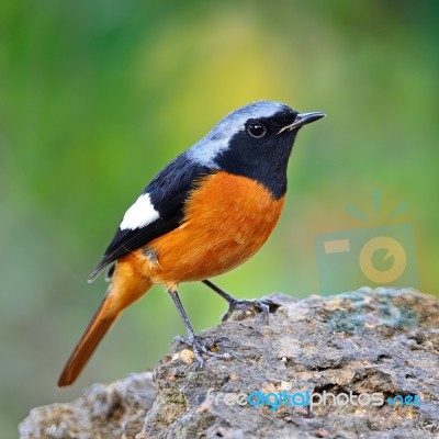 Male Daurian Redstart Stock Photo