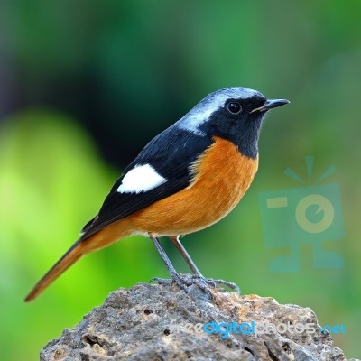 Male Daurian Redstart Stock Photo