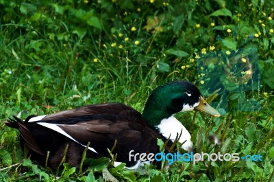 Male Duck Stock Photo