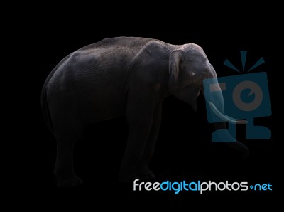 Male Elephant Standing At Night Time Stock Photo