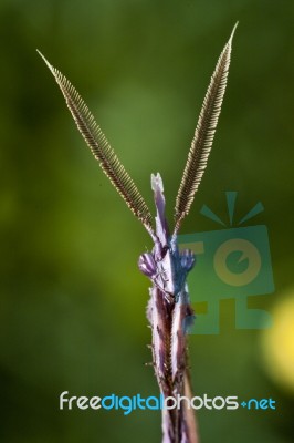 Male Empusa Pennata Stock Photo